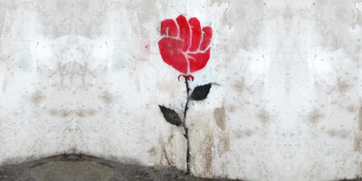Rosa resistenze