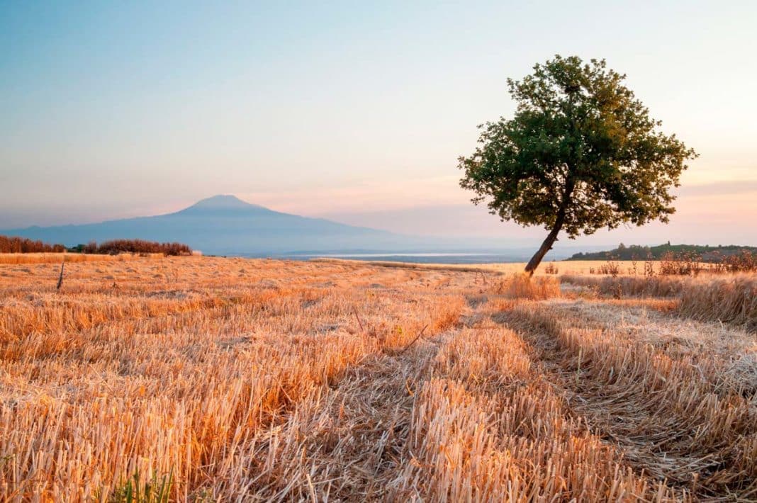 Filed of wheat at dawn