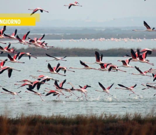 La biodiversità nel dibattito per le elezioni europee?