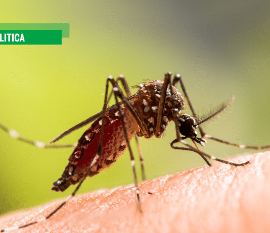 Virus tropicali l’Oms lancia l’allarme ma il governo Meloni si chiama fuori